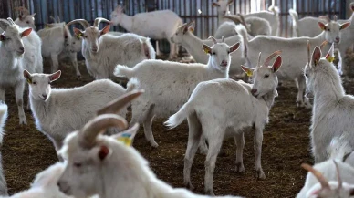 Tunceli'nin Toratlı Köyü'nde Şap Hastalığına Rastlandı: Tarım ve Orman Bakanlığı'na Bağlı Ekipler Harekete Geçti