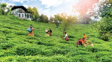 Doğuş Çay'dan Sürdürülebilir Tarıma Tarihi Destek!