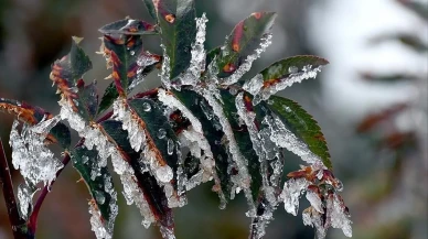 Kayısıdan fındığa... Türkiye’de zirai don alarmı! Üretici ne yapacak?