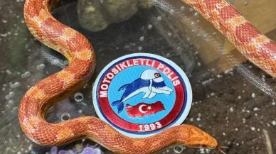 Sarıyer'de Şok Uygulama: Otomobilden Zehirli Yılanlar Çıktı!