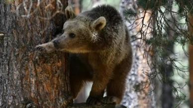 Ayı Dehşeti Sınır Tanımıyor! Slovakya’da Olağanüstü Hal Kararı