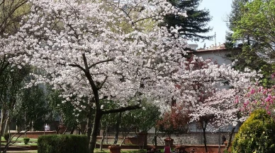 Bahar Geldi, Alerji Kabusu Başladı! Uzmanlar O Tarihlere Dikkat Çekiyor