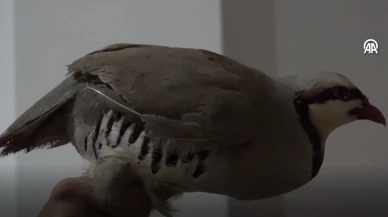 Şırnak’ta Aracında 21 Kınalı Keklik Bulundu: Sürücüye Rekor Ceza Kesildi!