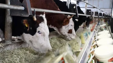 Şap hastalığı panik yarattı: İngiltere'den sıkı gıda yasakları