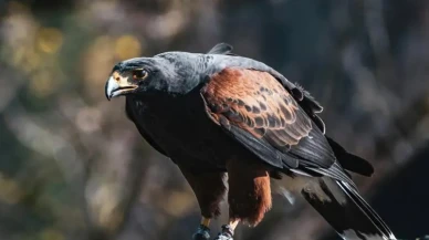 Köyde Terör Estiren Yırtıcı Kuş Sonunda Yakalandı! Herkes Rahat Bir Nefes Aldı