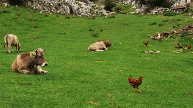 TÜİK açıkladı! Türkiye'nin gıda haritası yeniden yazılıyor