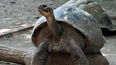 Bilim Dünyası Şaşkın: 100 Yaşındaki Kaplumbağalar İlk Kez Anne-Baba Oldu!