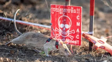 Ölüm tarlalarında umut ışığı: Ronin rekor kırdı!