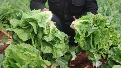 Amik Ovası Kuraklıkla Sarsıldı: Marul Tarlada 5 TL, Markette 30 TL!