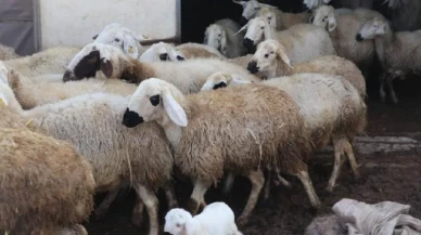 2 Mayıs’ta Tarihî İhale: 700 Küçükbaş Hayvan Sahiplerini Bekliyor