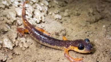 Türkiye’nin Yer Altı Hazinesi Ortaya Çıktı: 154 Mağarada Nesli Tehlike Altında Olan Türler Keşfedildi!