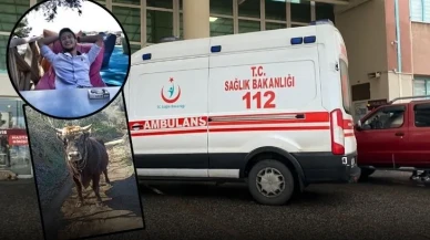 Boğa Can Aldı! Aydın'da Genç Adam Güreş Boğasının Saldırısında Hayatını Kaybetti