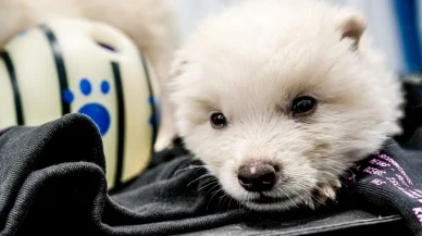 13.000 Yıl Sonra Geri Döndüler: Colossal Nesli Tükenmiş Ulukurtları Yeniden Yarattı