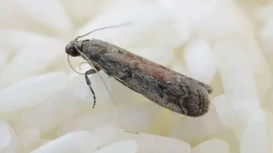 Sadece 1 Tane Yetiyor! Dolaplara Bunu Koyan Güve Görmüyor