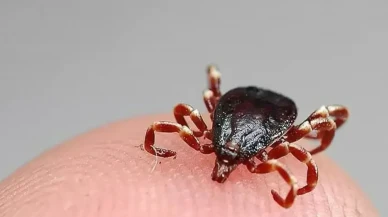 Küçük ısırık, büyük veda: Sivas’ta bir genç daha kenenin kurbanı oldu