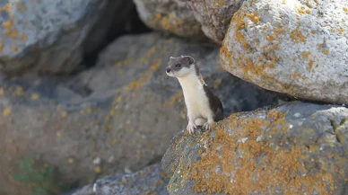 Kars Kırsalında Nadir Görülen Gelincik, Taşlar Arasında Görüntülendi