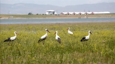 Muş’ta Kuluçka Dönemi: Göçmen Kuşların Yuva Zamanı