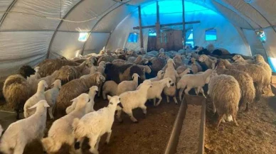 Kahramanmaraş Türkoğlu’nda 6 Şubat Depreminin Ardından Ahır Yapımları Hızla Devam Ediyor