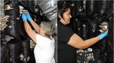 Kooperatif Kurup Tesis Açtılar: Sinoplu Kadınlardan Kırsal Kalkınma Hamlesi