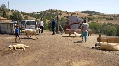 Kırıkkale'de Hayvan Ölümleri Şok Yarattı: 200 Küçükbaş Telef Oldu