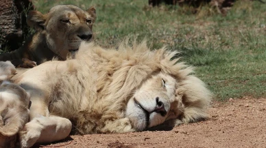 Kafesten kaçtı, bahçede saldırdı: Manavgat’ta aslan alarmı