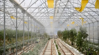 Darıca'da Topraksız Tarım: Volkanik Cürufla Sulama ve Üretim