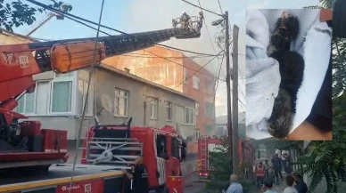 Ümraniye’de yürek ısıtan kurtarma: Kediler alevlerin arasından alındı
