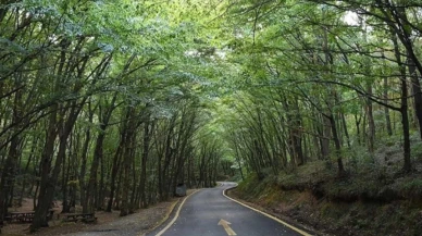 Ankara Valiliği duyurdu: Ormanlara girişler 30 Eylül’e kadar yasak