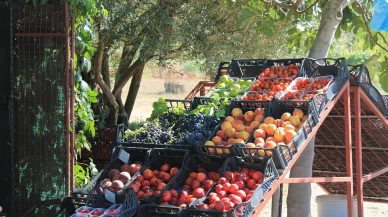 Zirai don her yeri vurdu, bir ilçede hasat patladı: Burda ağaçlar yükten eğiliyor