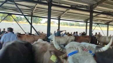 Bartın’da hayvan satışı yasaklandı: Şap için kapsamlı tedbir alındı