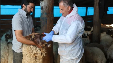 Tarım ekipleri köy köy dolaşıyor: Kars’ta aşı ve küpeleme seferberliği