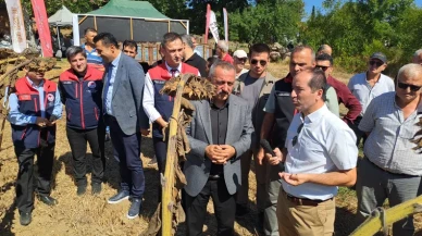 Sakarya’da hibrit ayçiçeği hasadı başladı, yerli tohum öne çıkıyor