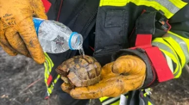 Küle dönen alanda mucize: Kaplumbağa yeniden hayatta