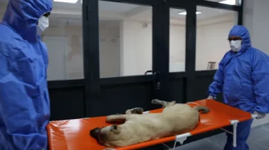 Bitlis’te sokak hayvanları için doğal yaşam alanı kuruldu