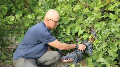 3 bin yıllık mirasta hasat vakti: Erciş üzümü bağlarında yoğun mesai