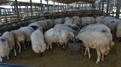 Bir ay sonra Malatya hayvan pazarı yeniden alıcıya açıldı