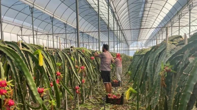 Altın gibi değerli: Alanya’da Ejder Meyvesi'nin kilosu 150 TL’den satılıyor!