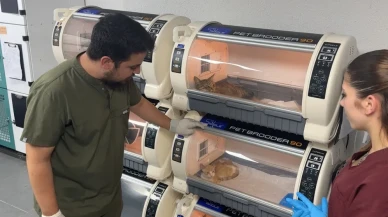 Damağı çürüyen kediye kıkırdak yamayla yaşam şansı