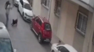 Köpeğe kemerli şiddet kamerada