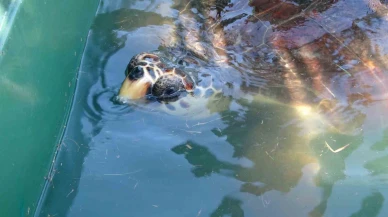 Aylarca tedavi gördüler: Mersin’de 5 kaplumbağa doğaya geri döndü
