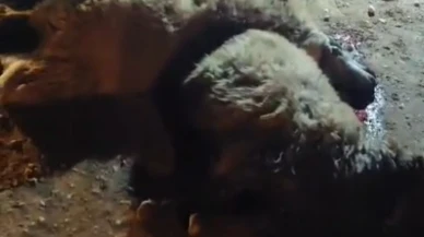 Tırın çarptığı 13 küçükbaş hayvan telef oldu