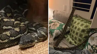 Uykusunda kabusu yaşadı: Göğsünde 2,5 metrelik pitonla uyandı