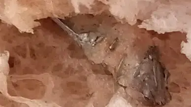 İzmir’de fırın skandalı: Alınan ekmeğin içinden vida çıktı!