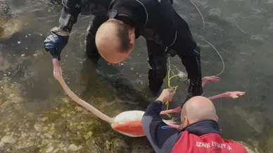 İzmir’de yürek ısıtan kurtarma operasyonu: Flamingo yeniden özgür