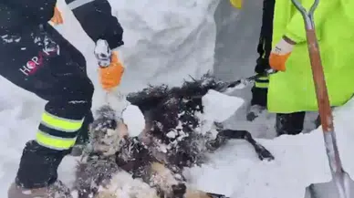 Soğukla gelen sessizlik... Artvin’de çığ bölgesinde kurtarma çalışmaları devam ediyor!