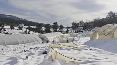 Safranbolu’da kışın gücü: Seralar kar yığını altında kaldı!