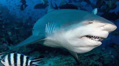 Deniz sakin, tehlike büyük: Avusturalya kıyılarında köpekbalığı alarmı