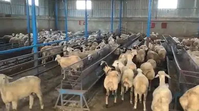 Tunceli’de büyük vurgun! Hayvan pazarı değil, tuzak pazarı...