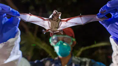 Nipah virüsü nedir? Belirtileri nelerdir, tedavisi var mı? Hindistan’da sağlık çalışanları karantina altında mı?