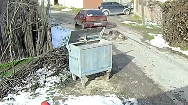 'Bu nasıl bir insanlık' : Bolu'da ezilen köpeğin vücudundan 400 saçma çıktı!